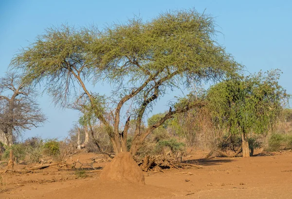 Landscape Detailing Drought Conditions Pre Rainy Season Northern Kruger National — Stock Photo, Image