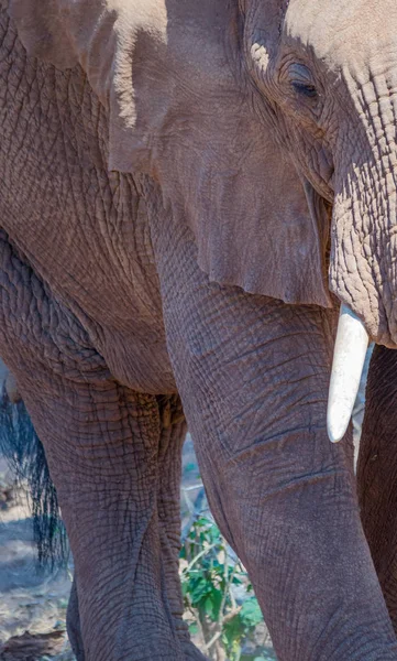 Africká Sloní Anatomie Zblízka Obraz Svislém Formátu Kopírovacím Prostorem — Stock fotografie