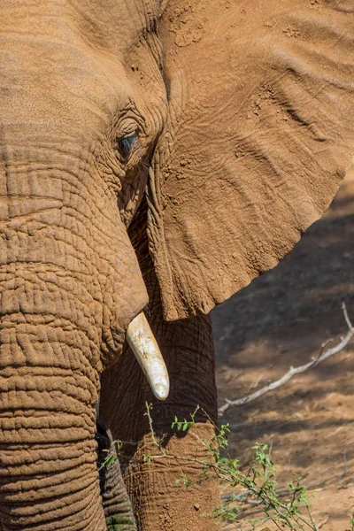 Afrikanische Elefantenanatomie Aus Nächster Nähe Vertikalen Format Mit Kopierraum — Stockfoto