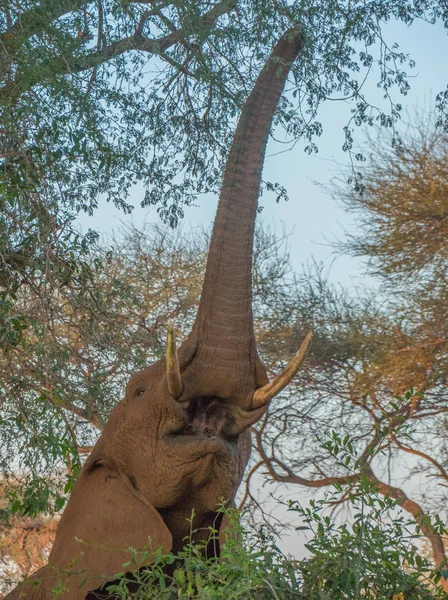 Afrykański Słoń Żerujący Drzewie Afrykańskim Obrazie Pustyni Formie Pionowej — Zdjęcie stockowe