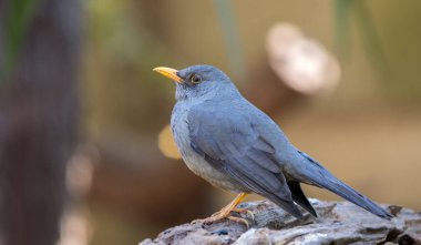 Karoo ardıç kuşu, Güney Afrika 'nın Highveld bölgesinde yatay formatta bulunan yaygın bir bahçe kuşudur.