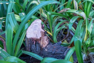 Kesilmiş ağaç gövdesi, büyüyen yeşil yapraklar arasında yatay biçimde izole edilmiş.