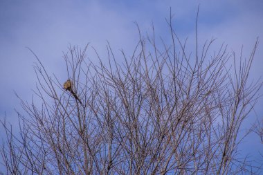 Arkaplan kullanımı için mavi gökyüzü ve beyaz bulutlu kış manzarası