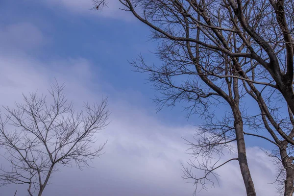 Imagem Cena Inverno Com Árvores Céu Azul Nuvens Brancas Para — Fotografia de Stock