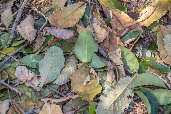 Folhas Paus Outros Materiais Vegetais Arrecadados Juntos Imagem Para Uso — Fotografia de Stock