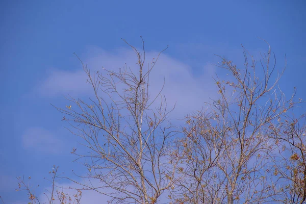 Árvores Secas Sem Folhas Isoladas Contra Uma Imagem Céu Azul — Fotografia de Stock