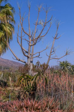 Dikey format Afrika kış manzarası aloes mavi gökyüzü ve ölü bir ağaç