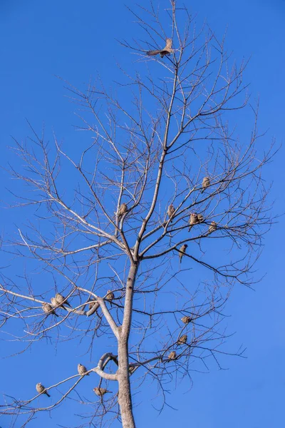 Rebanho Pequenas Aves Cinzentas Isoladas Numa Árvore Seca Com Uma — Fotografia de Stock