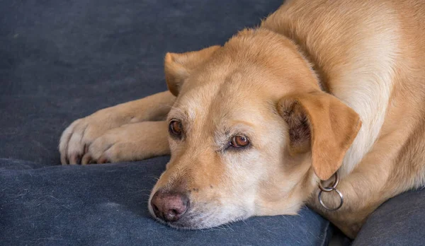 Портрет Большой Коричневой Собаки Смешанной Породы Лежащей Голубой Подушке Горизонтальном — стоковое фото