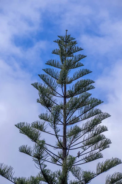 Güney Afrika 'nın batı Cape eyaletinde ilkbahar başlarında soğuk hava manzaraları