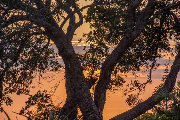 Рано Утром Восход Солнца Запечатлен Через Ветви Силуэта Изображения Дерева — стоковое фото