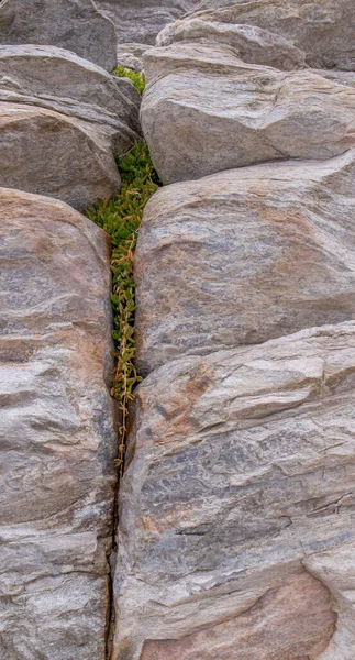 海岸の岩の割れ目に繊細な小さな緑の多肉植物が成長します — ストック写真