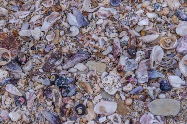Arkaplan kullanımı için kıyı resmine deniz kabuklarının tam çerçeveli resmi