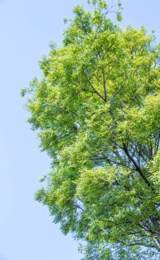 Baharda, mavi gökyüzüne karşı izole edilmiş bir ağaçta yeni yeşil yaprak yaprakları.