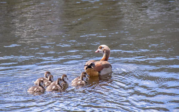 Een Familie Van Egyptische Ganzen Zwemmen Oppervlakte Van Een Binnenmeer — Stockfoto