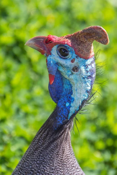 Portrait of a helmeted guinea fowl in the wild in South Africa image in vertical format