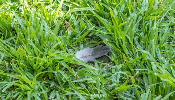 Uma Pena Pomba Cinza Isolado Grama Verde Livre — Fotografia de Stock