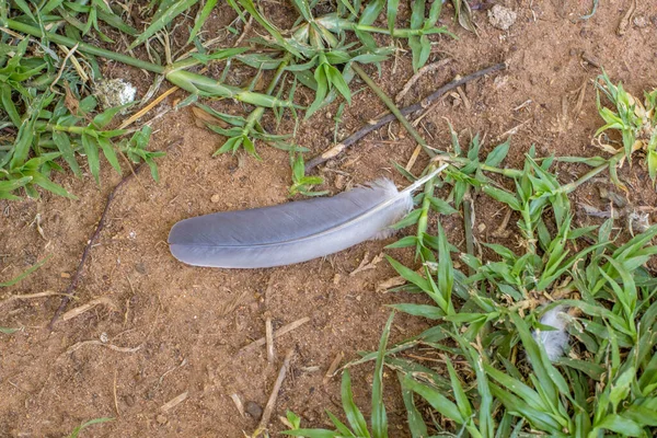 Een Grijze Duif Veer Geïsoleerd Groen Gras Buiten — Stockfoto