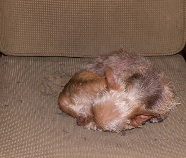 Маленькая Собака Спит Выветриваемом Изображении Кресла Горизонтальном Формате — стоковое фото