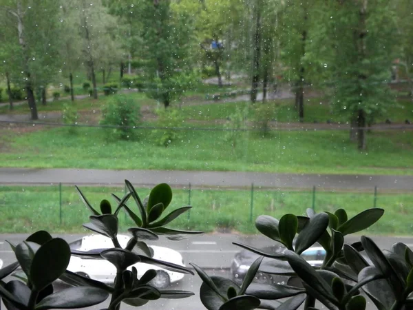 View Window Park Rain — Stock Photo, Image