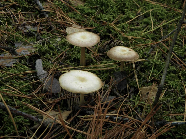Giftige Pilze Der Sibirischen Taiga — Stockfoto