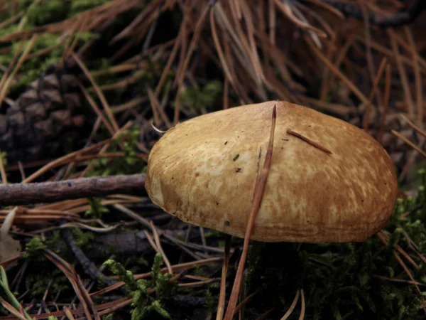 Beautiful Mushrooms Grow Forest Autumn Mushroom Picking — Stock Photo, Image