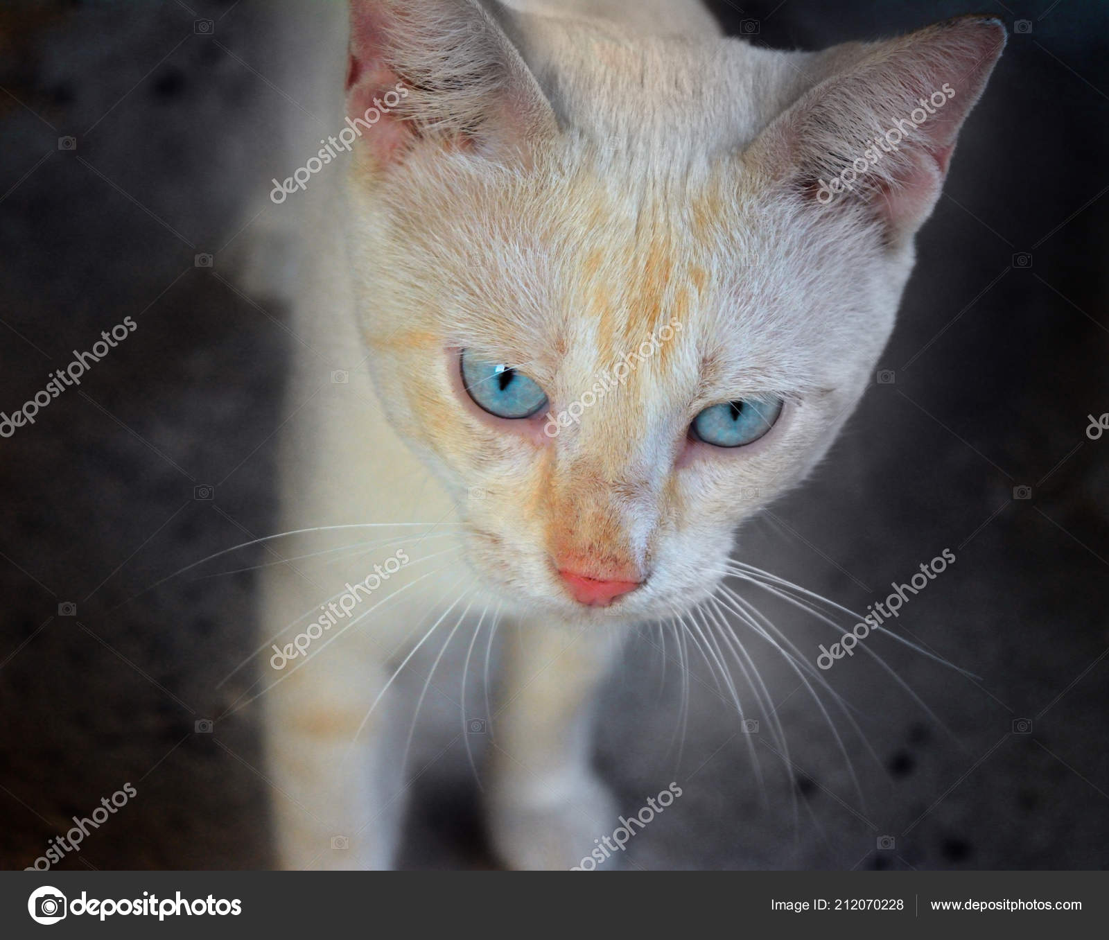 Petit Chat Blanc Aux Yeux Bleus Photographie