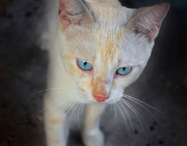 Liten Vit Katt Med Blå Ögon — Stockfoto