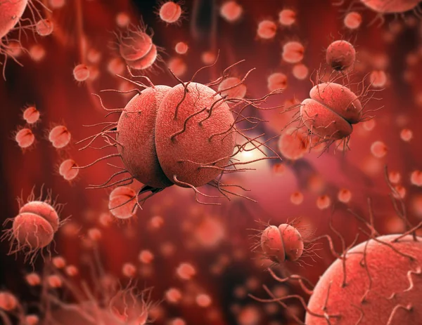 Βακτηρίων Neisseria Gonorrhoeae Neisseria Λοιμογόνους Παράγοντες Περιλαμβάνονται Μηνιγγιτιδόκοκκος Γονόκοκκος Και — Φωτογραφία Αρχείου