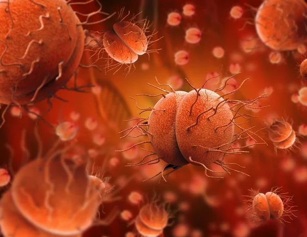 細菌の淋菌やナイセリア髄膜炎菌 — ストック写真