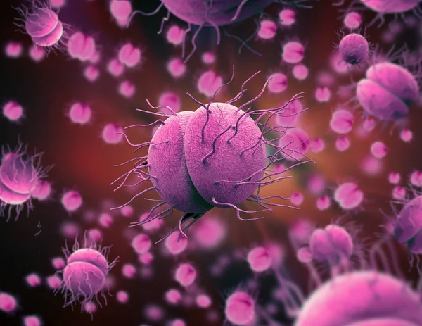 박테리아 Neisseria Neisseria 수막염 수막구균 — 스톡 사진