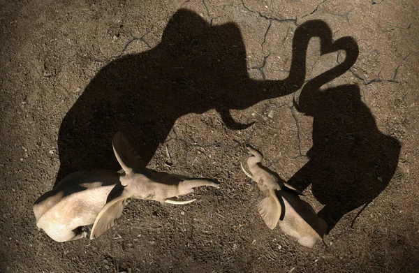 Top View Two Elephants Dry Ground Shadow Heart Her Trunk — 스톡 사진