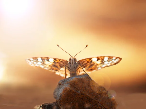 Красивая Бабочка Отдыхает Камне Закате — стоковое фото