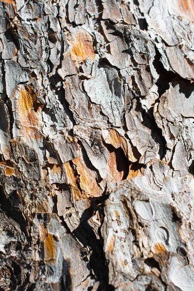 Φλοιό Δέντρου Κοντινή Θέα Υφή Φλοιού — Φωτογραφία Αρχείου