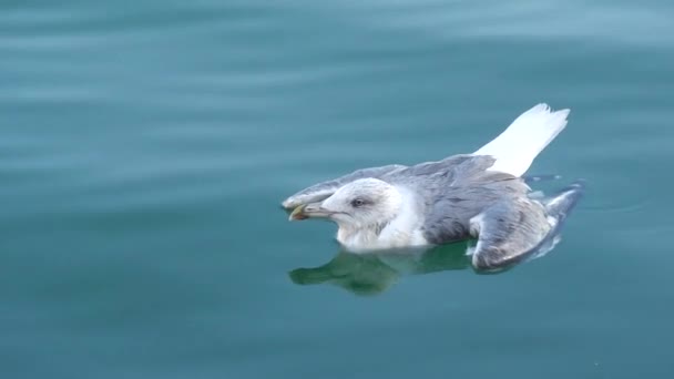 海の中でカモメが負傷 — ストック動画