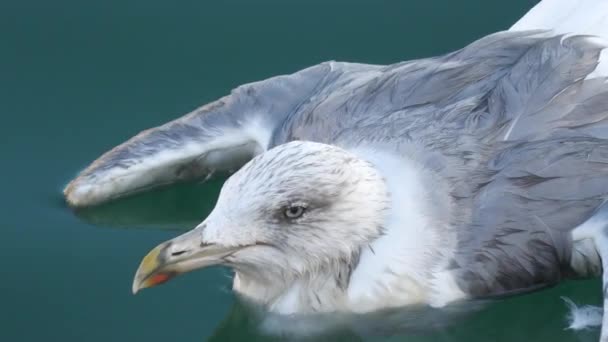 Gaivota Ferida Mar — Vídeo de Stock