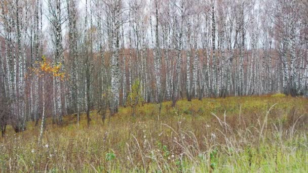 Vackra höst skogen, gräset gungar i en vind. — Stockvideo