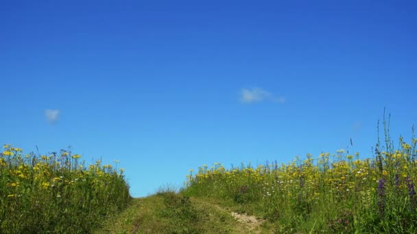 Заміська дорога в прекрасному літньому полі з дикими квітами — стокове відео