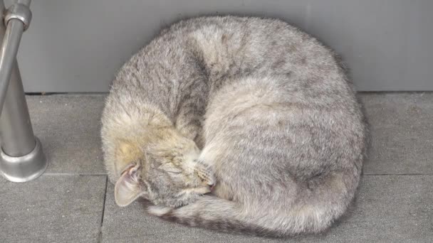 Grey cat sleeps on the floor. — Stock Video
