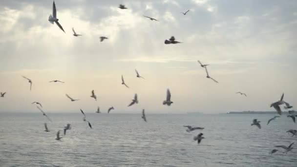 Hermoso cielo y aves vuelan sobre el mar . — Vídeo de stock