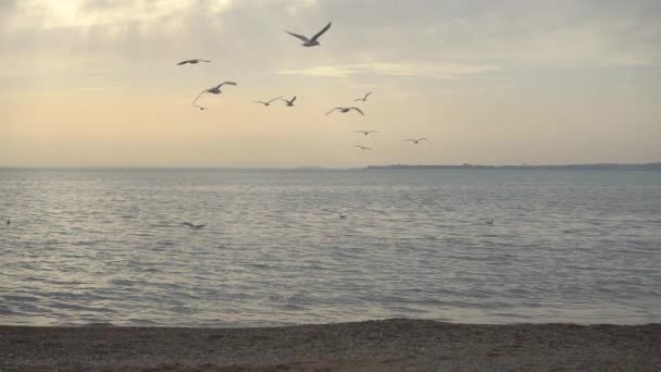 Slowmotion, όμορφο ουρανό και τα πουλιά πάνω από το νερό. — Αρχείο Βίντεο