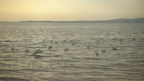 Slowmotion, de prachtige zonsondergang en de vogel opstijgt boven zee. — Stockvideo