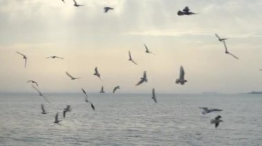 Görkemli günbatımı ve kuşlar su üzerinde sinek.