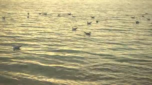 Gli uccelli nuotano sull'acqua nei raggi del tramonto . — Video Stock