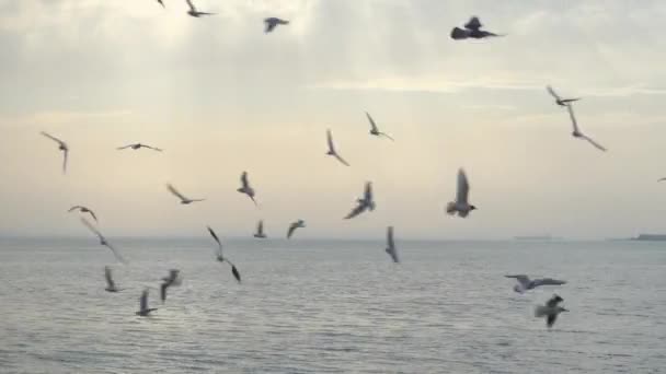 Μαγευτικό ηλιοβασίλεμα και τα πουλιά που πετούν πάνω από το νερό. — Αρχείο Βίντεο