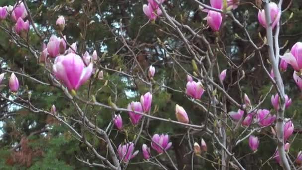 Pink magnolia flowers in morning japanese garden. — Stock Video