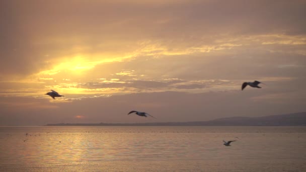 Slowmotion, ptaki latają przeciwko piękny krajobraz. — Wideo stockowe