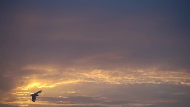 Ein Vogel fliegt gegen den schönen Sonnenuntergang, Zeitlupe. — Stockvideo