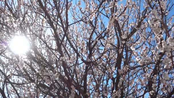 Springtime, beautiful blooming apricot tree at sunny day. — Stock Video