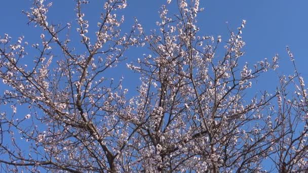 Panoráma, tavasz, szép virágzó sárgabarack fa, kert. — Stock videók